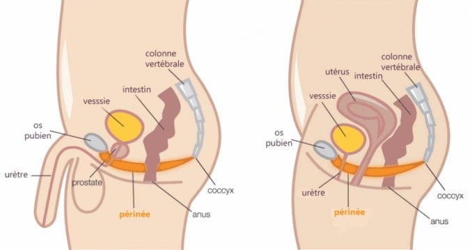 Perinee homme femme