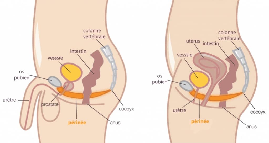 Perinee homme femme